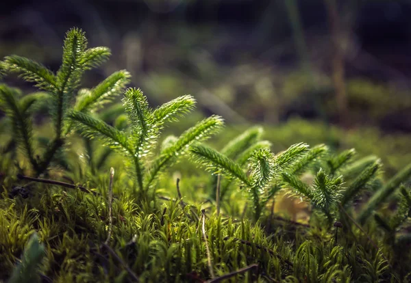 Varen Het Bos — Stockfoto