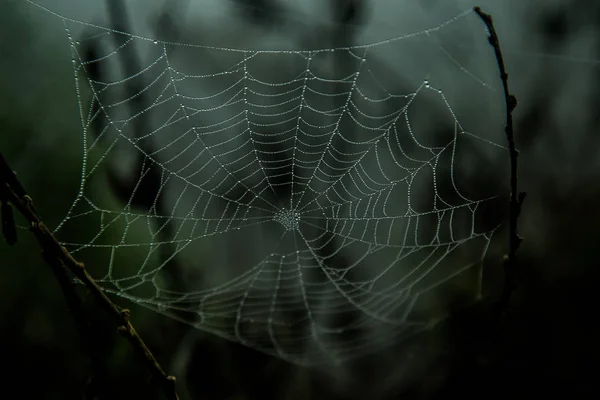 Dark Spider Web Water Drops — Stock Photo, Image