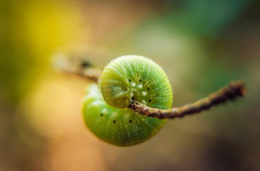 Yaprağın üzerinde tırtıl