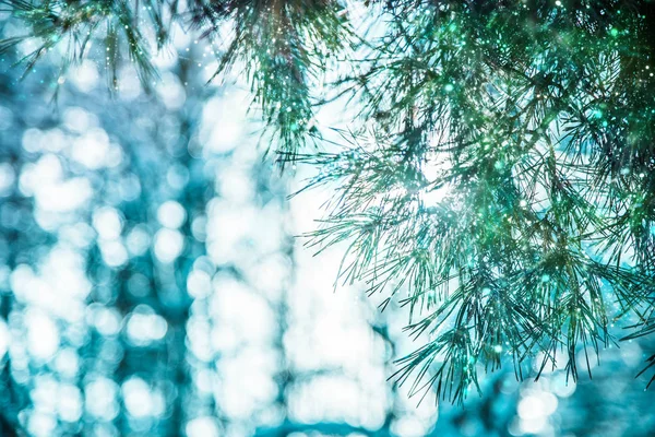 Takken Van Kerstboom — Stockfoto