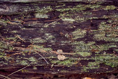  Eski bir kütükteki yeşil yosun yakın çekim. Bahar Ormanı. Bulanık arka plan.                                         