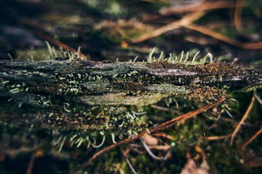  Eski bir kütükteki yeşil yosun yakın çekim. Bahar Ormanı. Bulanık arka plan.          