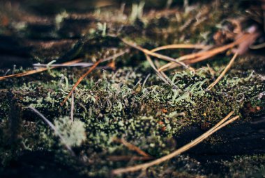                                 Eski bir kütükteki yeşil yosun yakın çekim. Bahar Ormanı. Bulanık arka plan.          