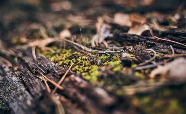 Groen Mos Een Oude Stomp Close Lente Bos Onscherpe Achtergrond — Stockfoto