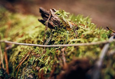                                Eski bir kütükteki yeşil yosun yakın çekim. Bahar Ormanı. Bulanık arka plan.