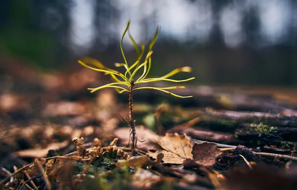 Een Kleine Spruit Van Dennen Breekt Door Herfst Bladeren Lente — Stockfoto