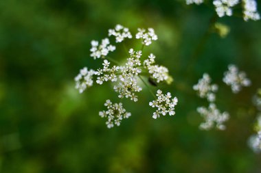                                Yaz ormanında yeşil çim arka planda küçük beyaz çiçekler saçılma, makro fotoğraf