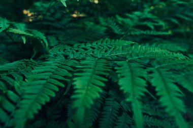                                Yaz ormanında doymuş yeşil eğrelme kalınlar. Makro fotoğraf, bitki dokusu, arka plan