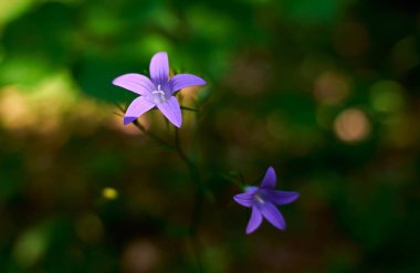                                Parlak yeşil çim makro fotoğrafçılığı bir arka planda yaz Mor çiçek Campanula