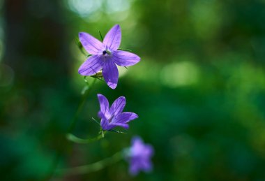                                Parlak yeşil çim makro fotoğrafçılığı bir arka planda yaz Mor çiçek Campanula