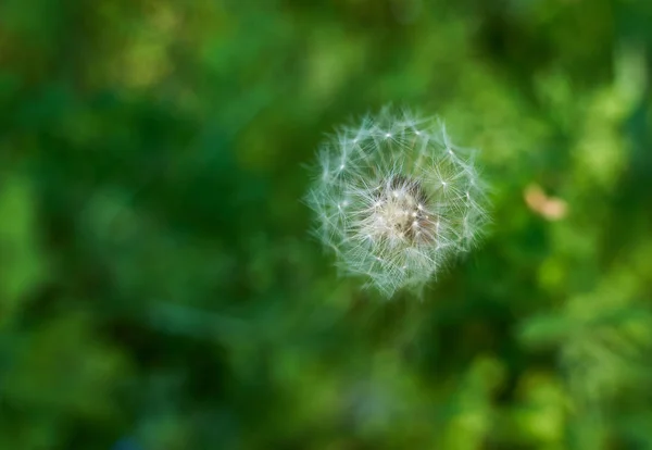 White Fluffy Dandelion Background Bright Green Grassy Summer Forest Macro — Stock Photo, Image