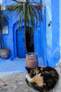 Sokak: Chefchaouen Fas 