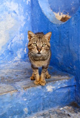 Sokak: Chefchaouen Fas 