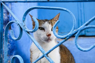 Sokak: Chefchaouen Fas 