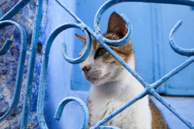Sokak: Chefchaouen Fas 