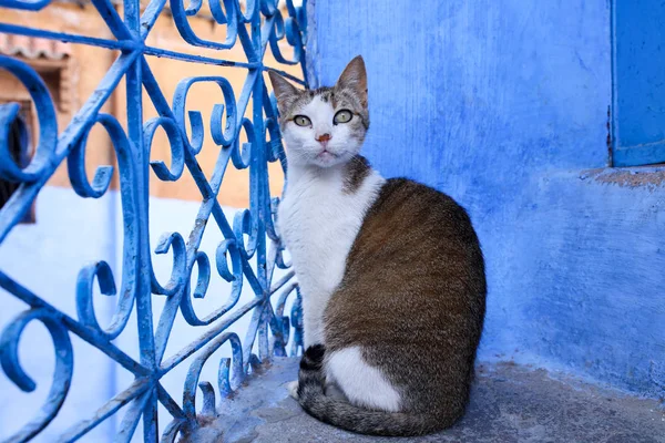 Sokak: Chefchaouen Fas 