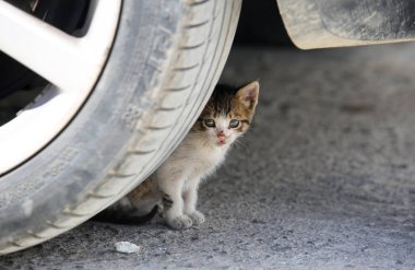 Sokak: Chefchaouen Fas 