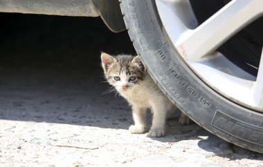 Sokak: Chefchaouen Fas 