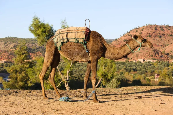 Paesaggio Del Marocco — Foto Stock