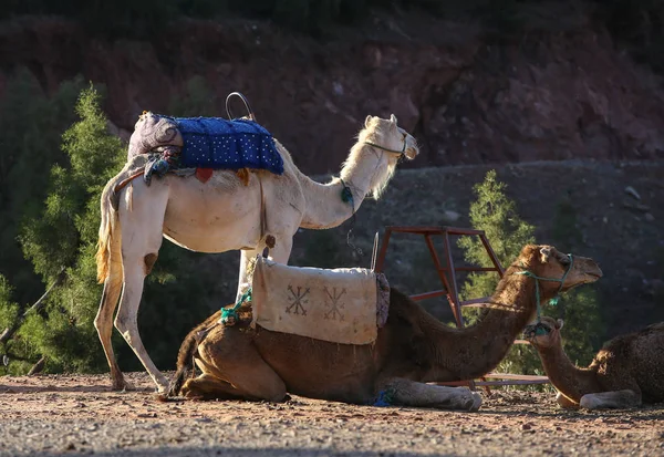 Paisajes Marruecos —  Fotos de Stock