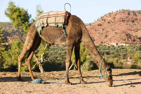 Paesaggio Del Marocco — Foto Stock