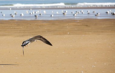 manzara Essaouira Fas