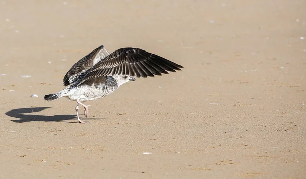 Manzara Essaouira Fas — Stok fotoğraf