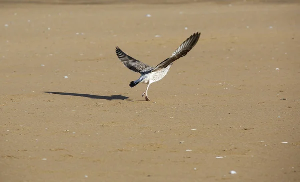 Manzara Essaouira Fas — Stok fotoğraf