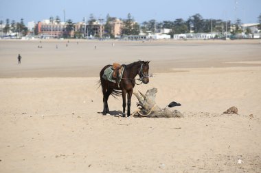 manzara Essaouira Fas