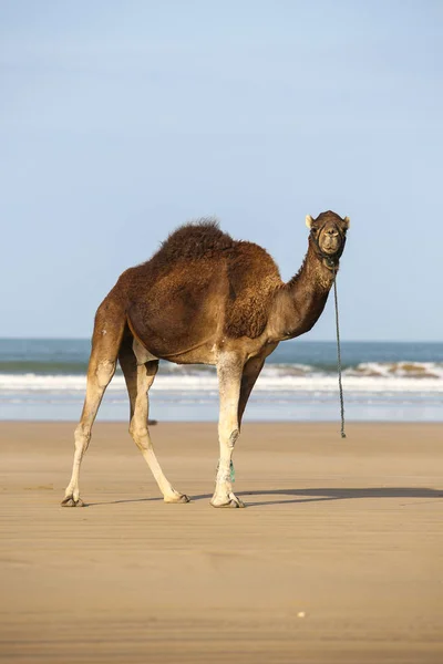 Paesaggio Essaouira Marocco — Foto Stock