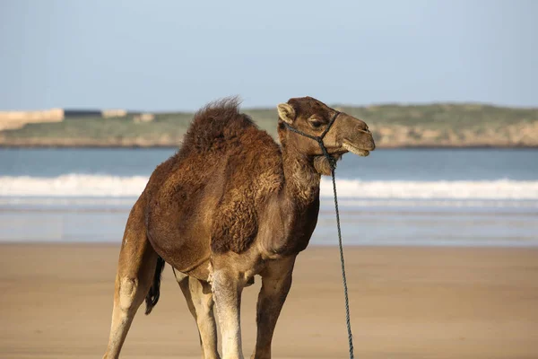 Paesaggio Essaouira Marocco — Foto Stock