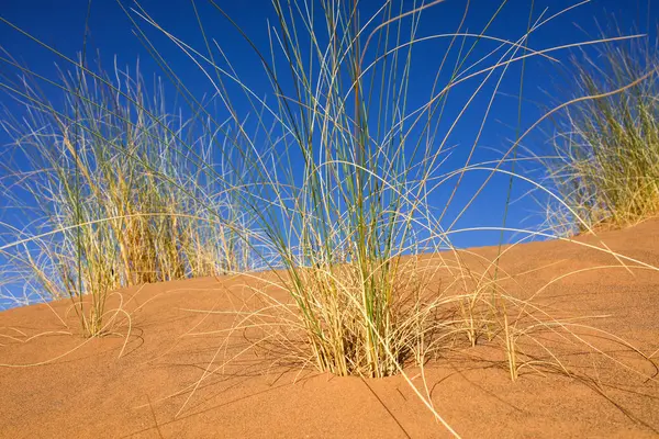 Paesaggio Del Deserto Marocchino — Foto Stock