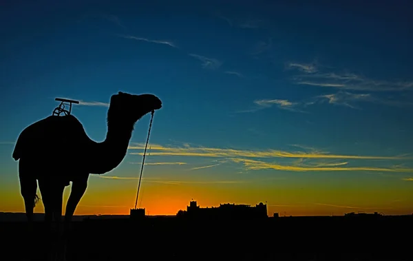 Paesaggio Del Deserto Marocchino — Foto Stock