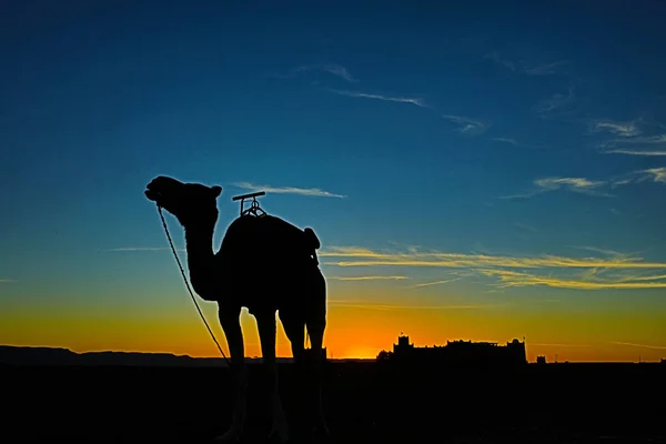 Paisagem Deserto Marroquino — Fotografia de Stock