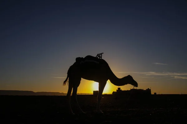 Landschap Van Marokkaanse Woestijn — Stockfoto