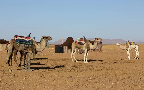 Paisagem Deserto Marroquino — Fotografia de Stock