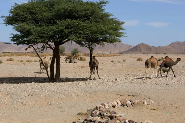 Paisagem Deserto Marroquino — Fotografia de Stock