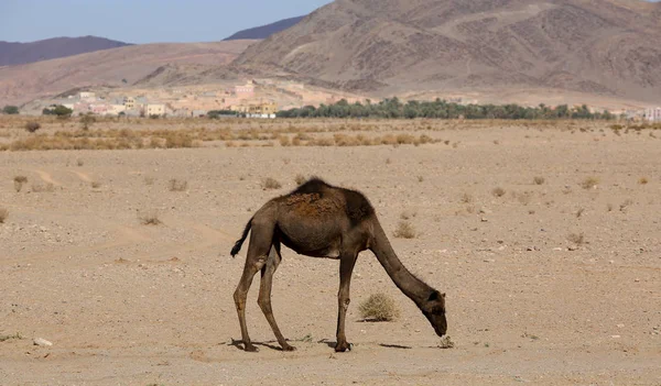 Paesaggio Del Deserto Marocchino — Foto Stock