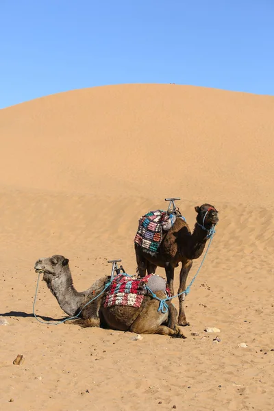 Paesaggio Del Deserto Marocchino — Foto Stock