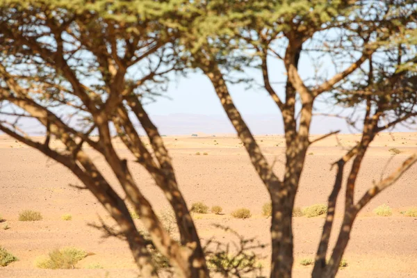 Paisagem Deserto Marroquino — Fotografia de Stock