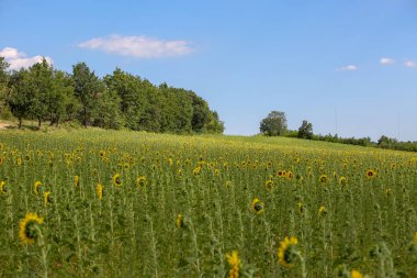 Provence lavanta manzara