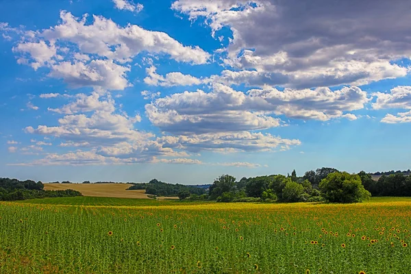 Paisajes Lavanda Provenza — Foto de Stock