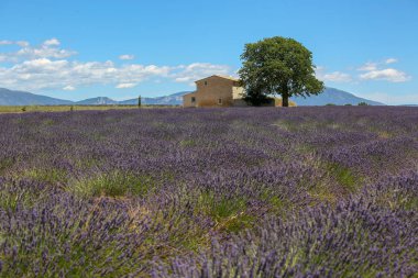Provence lavanta manzara