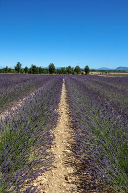 Provence lavanta manzara