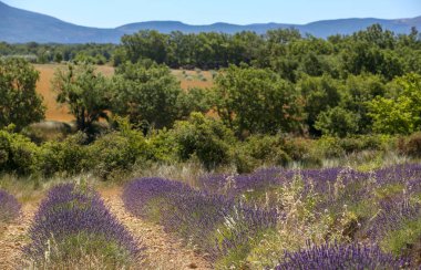 Provence lavanta manzara