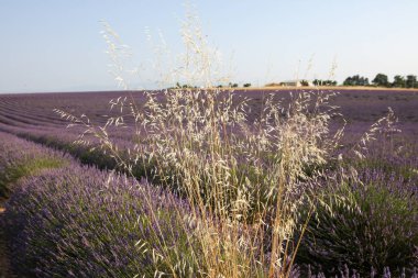 Provence lavanta manzara