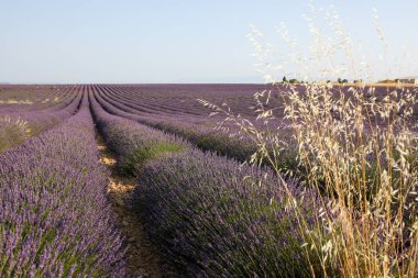 Provence lavanta manzara