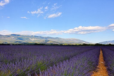 Provence lavanta manzara