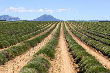 Provence lavanta manzara
