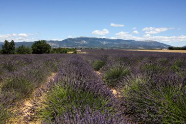Provence lavanta manzara